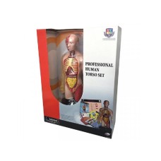 EASTCOLIGHT Anatomija torza set 24249